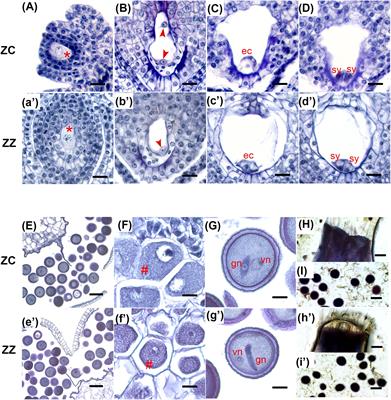 Transcriptional regulations of pollen tube reception are associated with the fertility of the ginger species Zingiber zerumbet and Zingiber corallinum